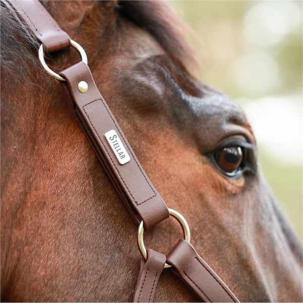 Equilibrium Nuevo Estelar Cabezada De Cuadra EQB1677 - Brown